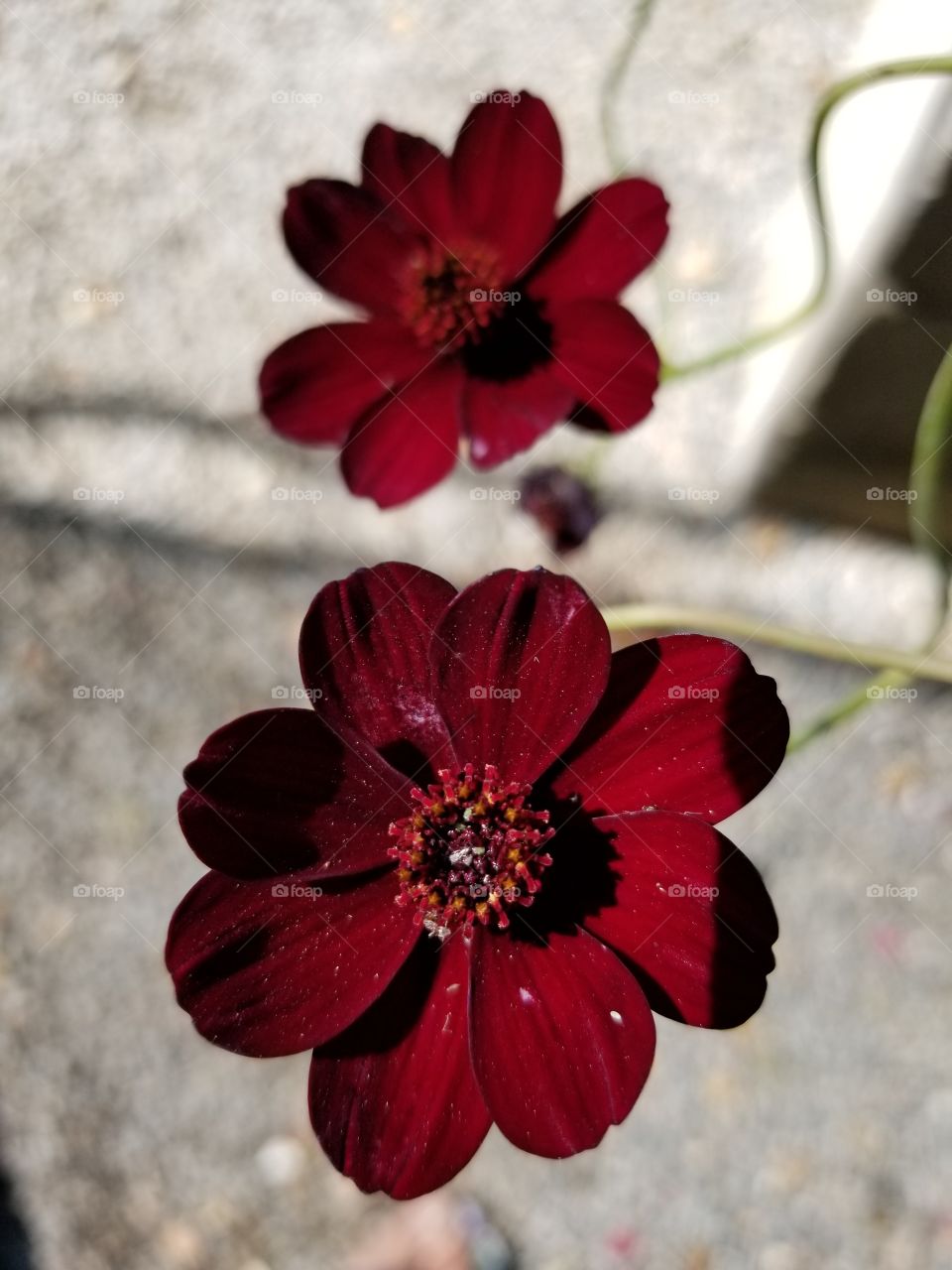 dark red flowers