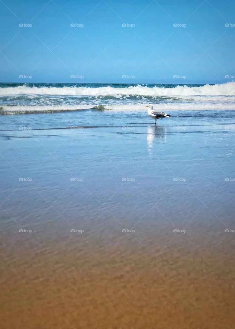 Ocean