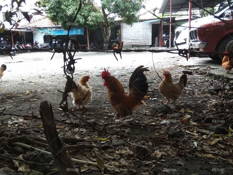 ayam