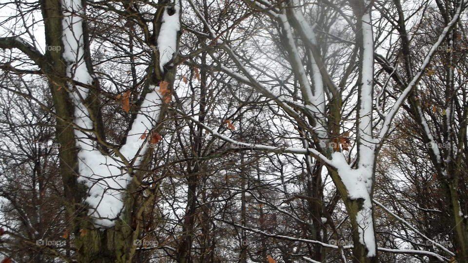 Snow On Tree Branches