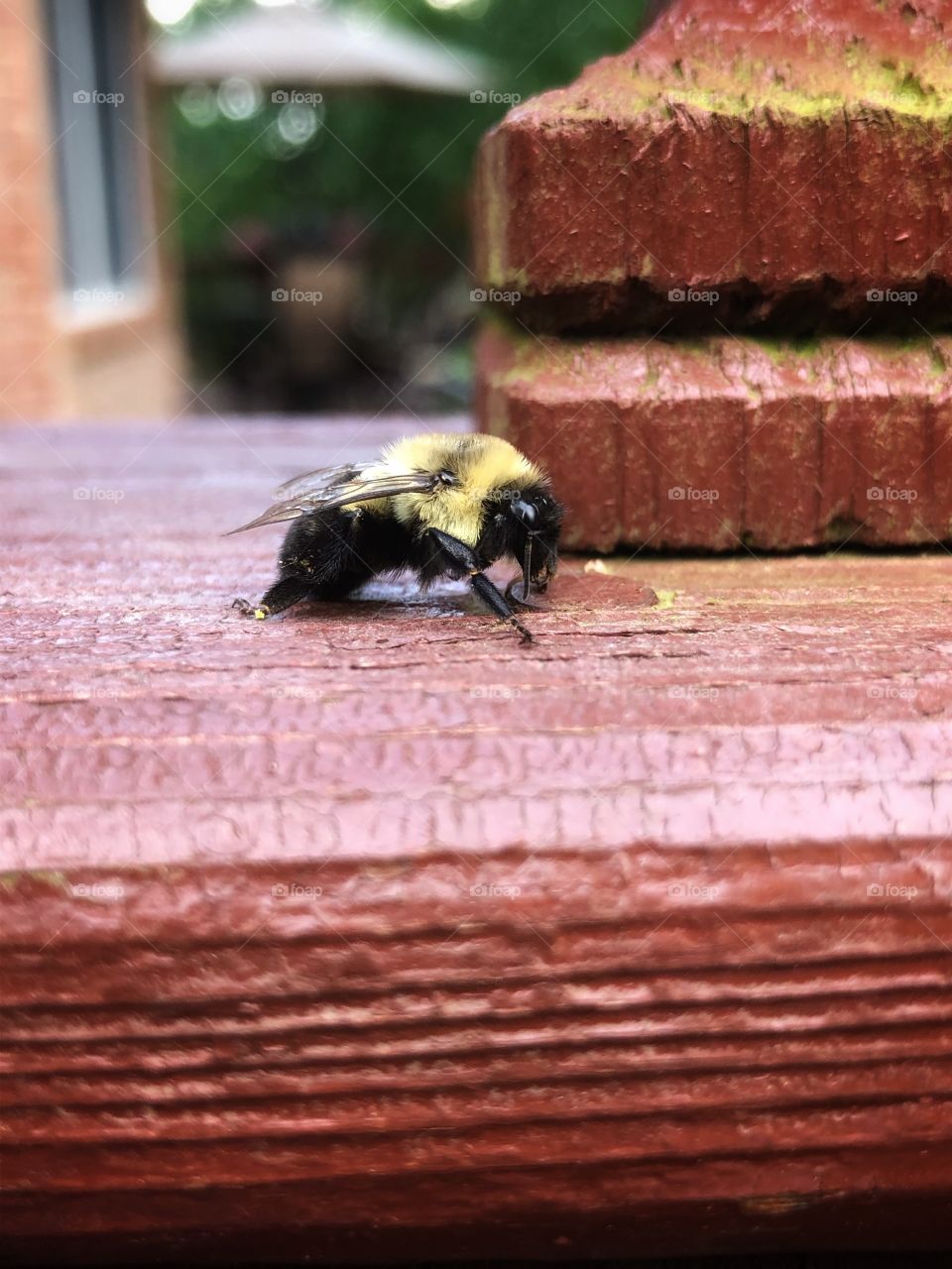 Bumblebee closeup 