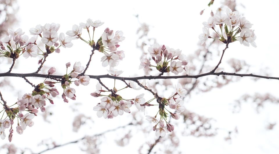Cherry Tree In Bloom