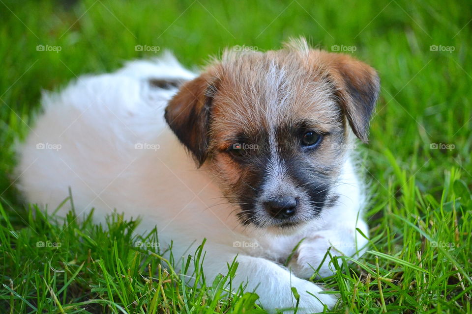 Portrait of dog sitting in grass