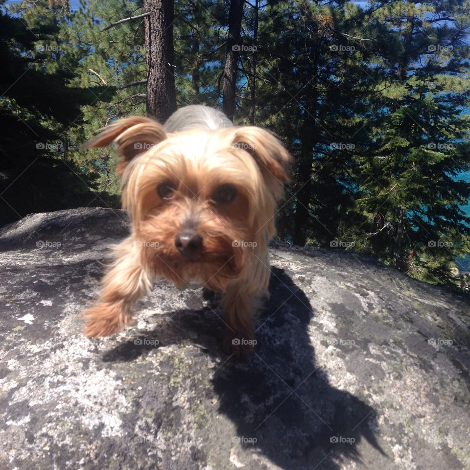 hiking buddy. summer hike