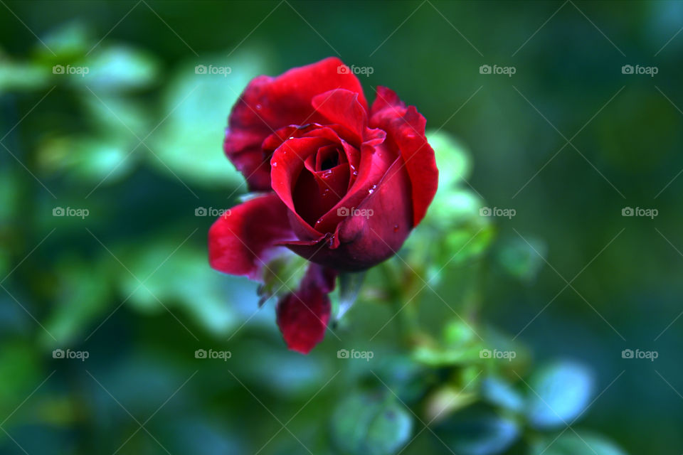 the red rose is so beautiful