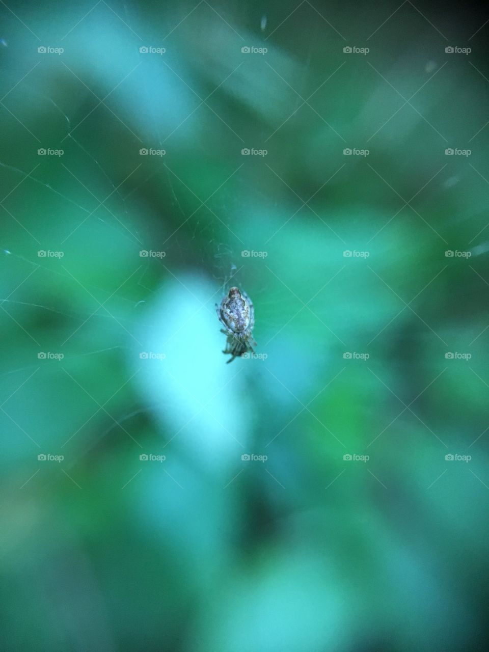 Tiny spider in web