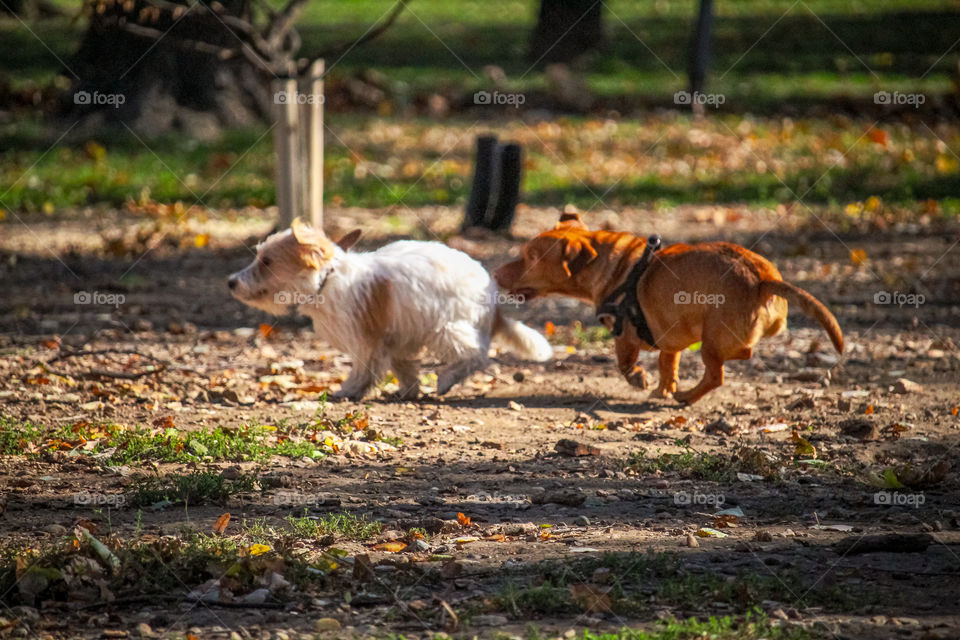 Dogs playing and running around