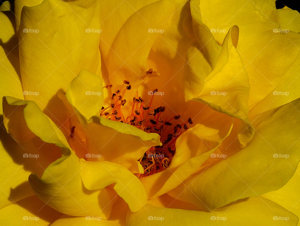 perfect yellow rose