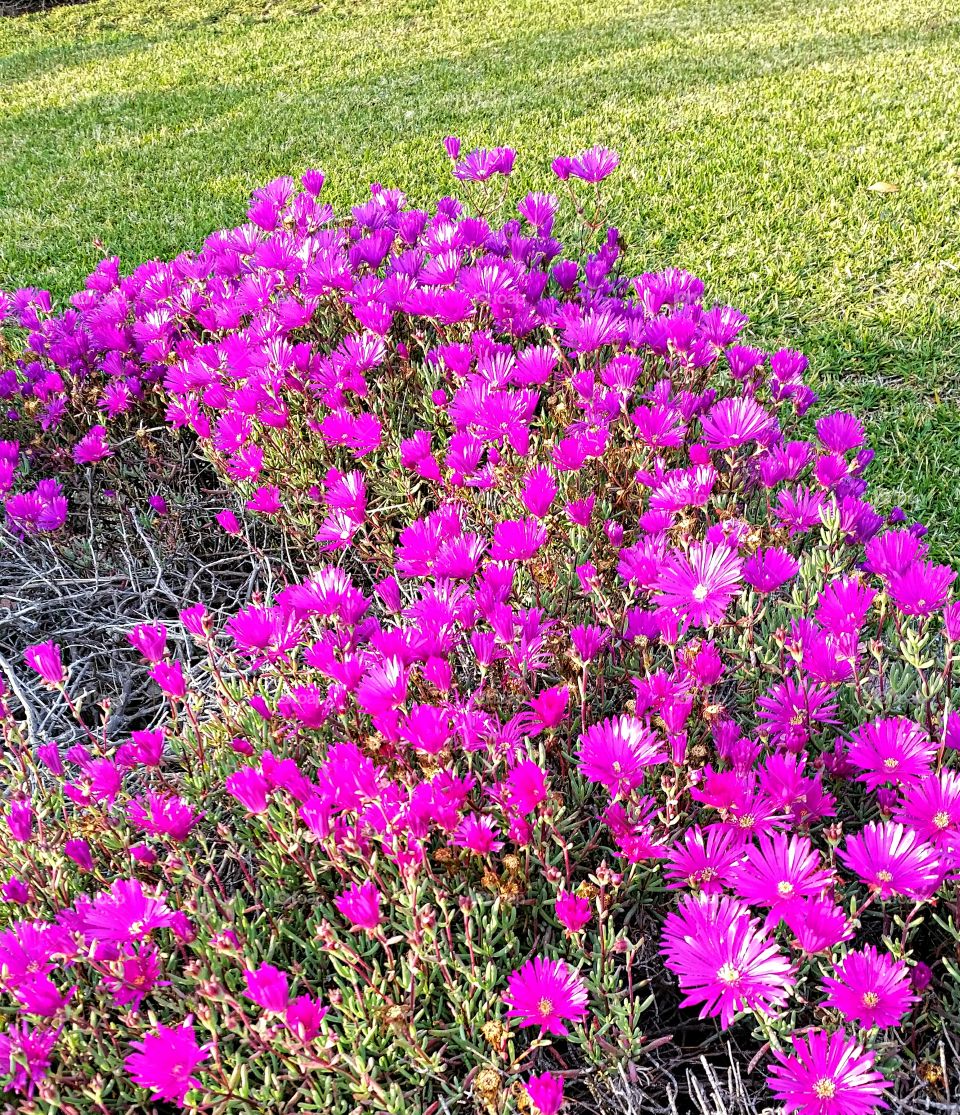 Early Bloom Daisies