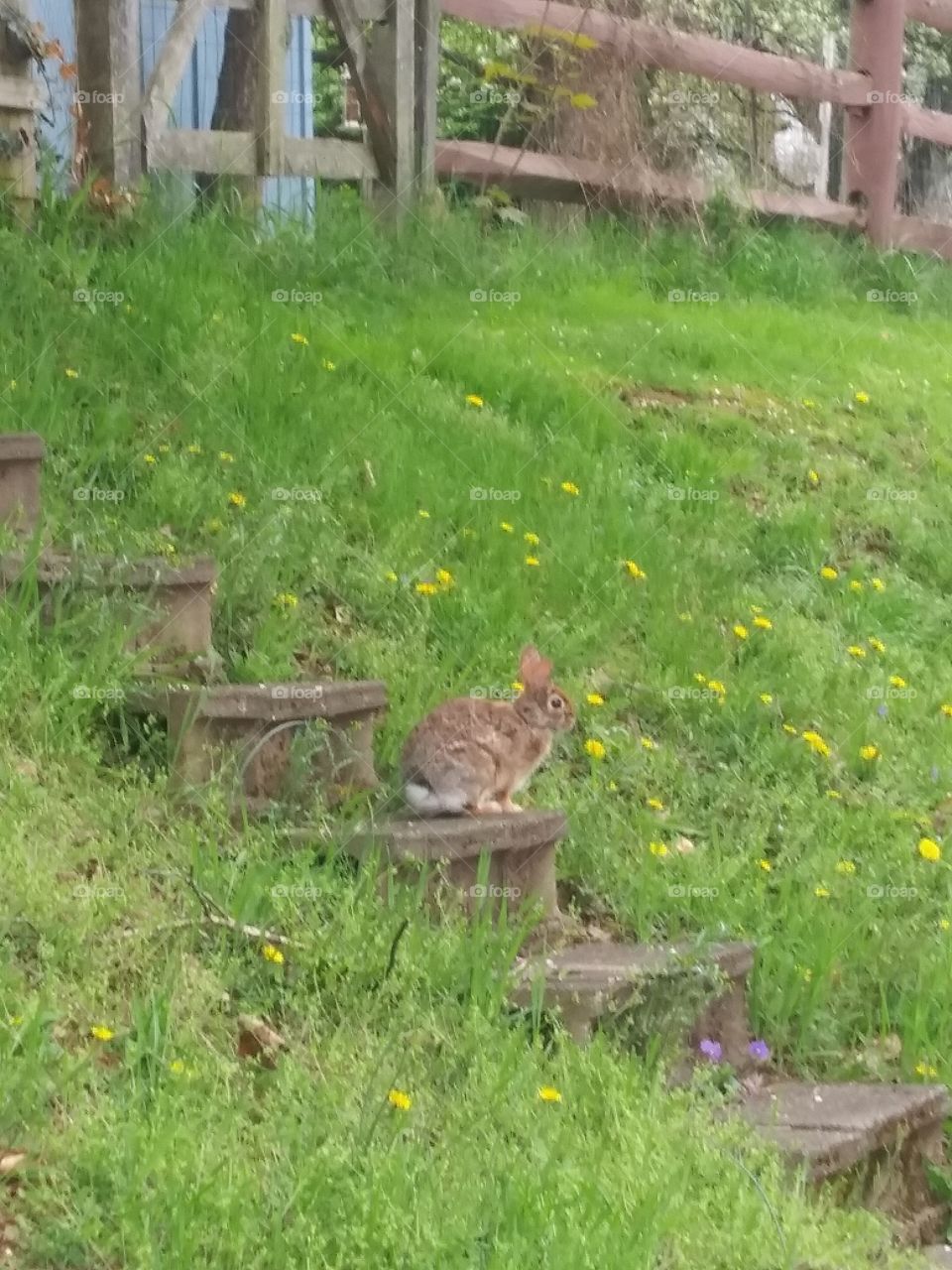 saw a cutr bunny while walking home