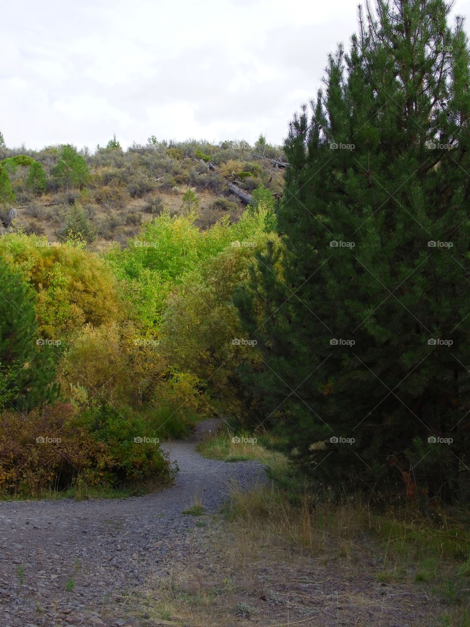 A dirt road through trees and foliage in vibrant fall colors.