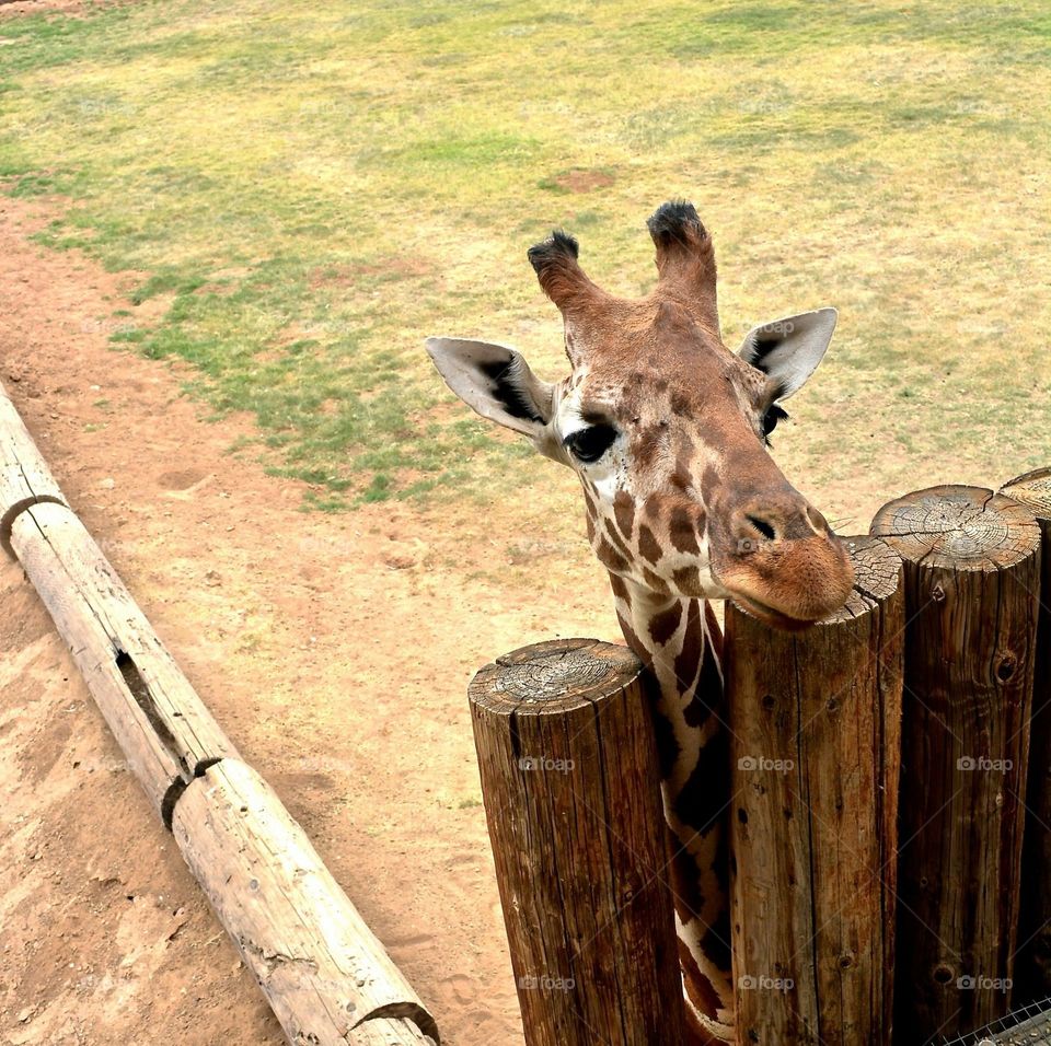 Giraffe looking over a wooden fence