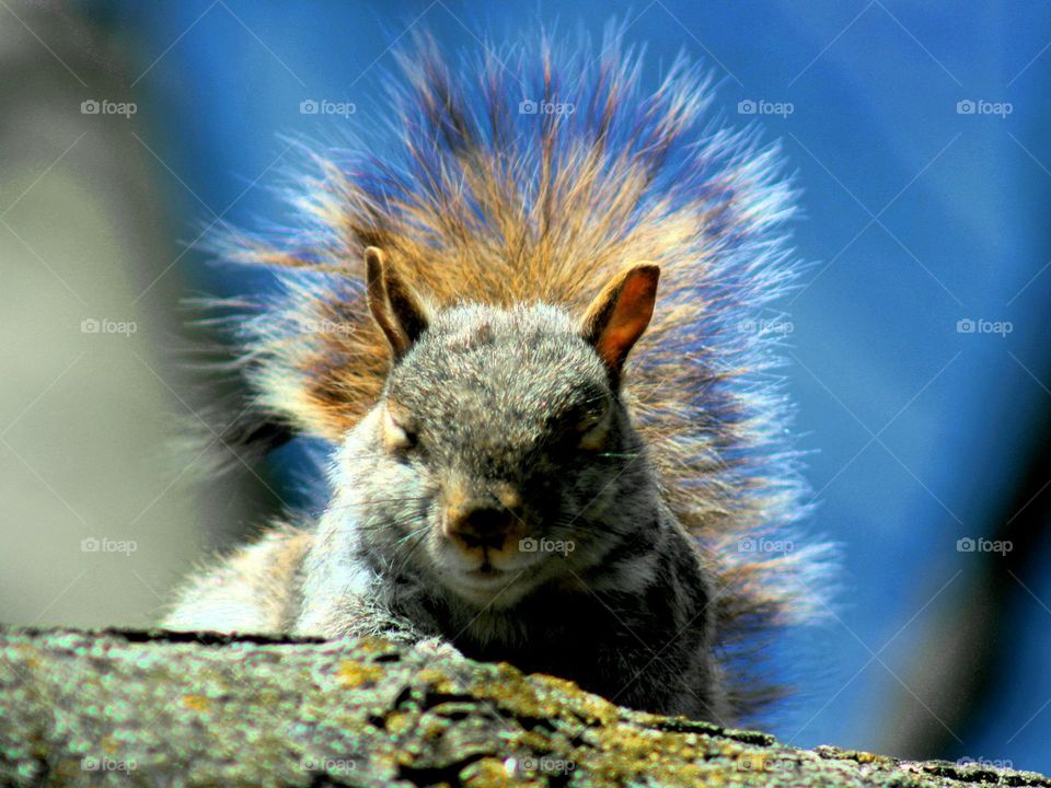 Meditating squirrel