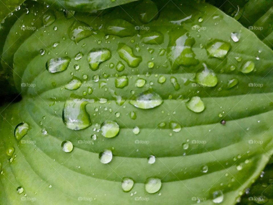 Raindrops on green leaves 