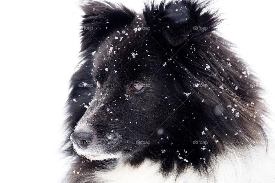 Snow Sheltie Portrait