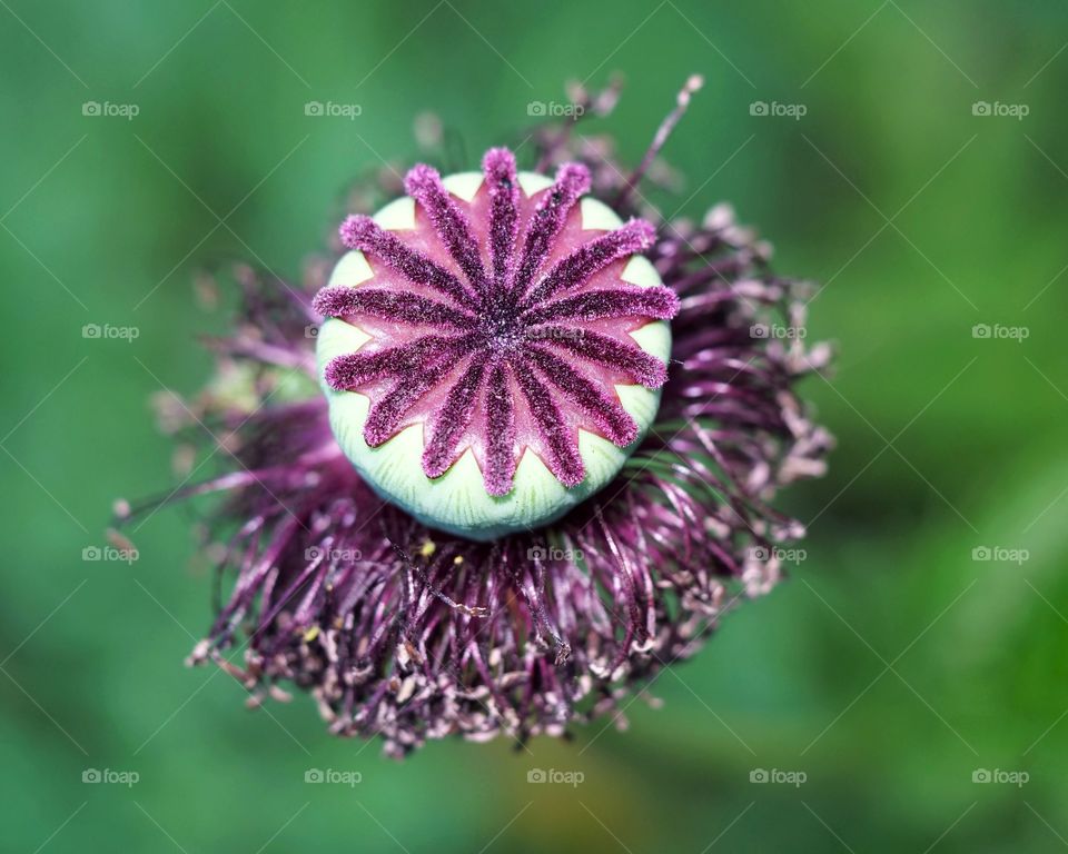 Seed capsule of Oriental poppy