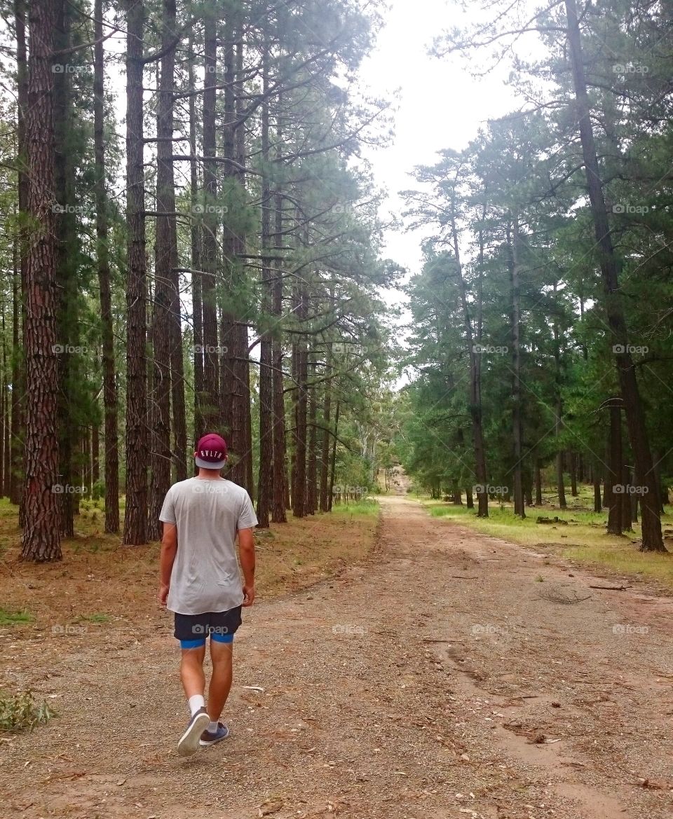 Walking in a Pine