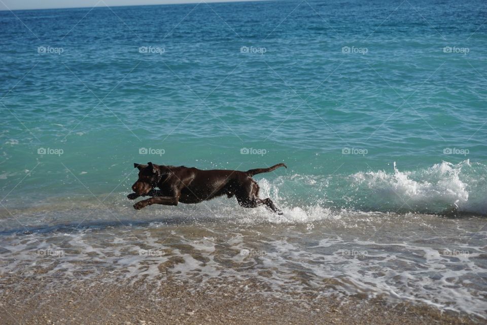 Beach#dog#run#jump#play#waves#sea#fun