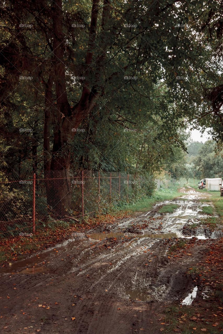 Summer landscape with road