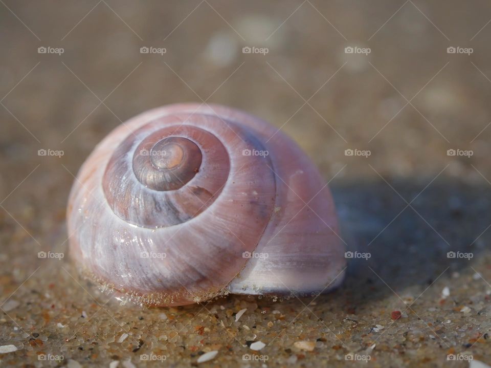 Snailshell