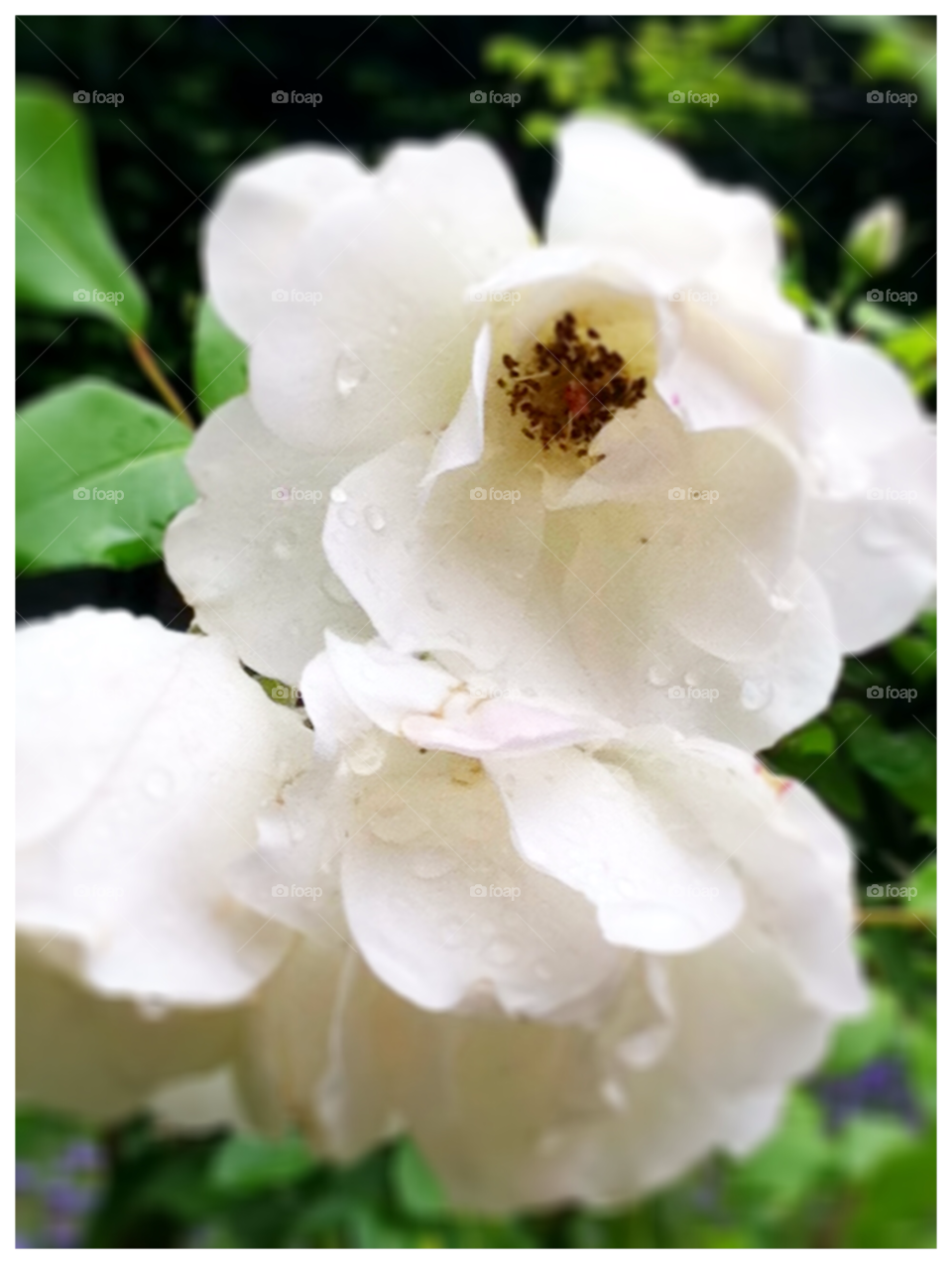 spring garden flower white by mstewa36