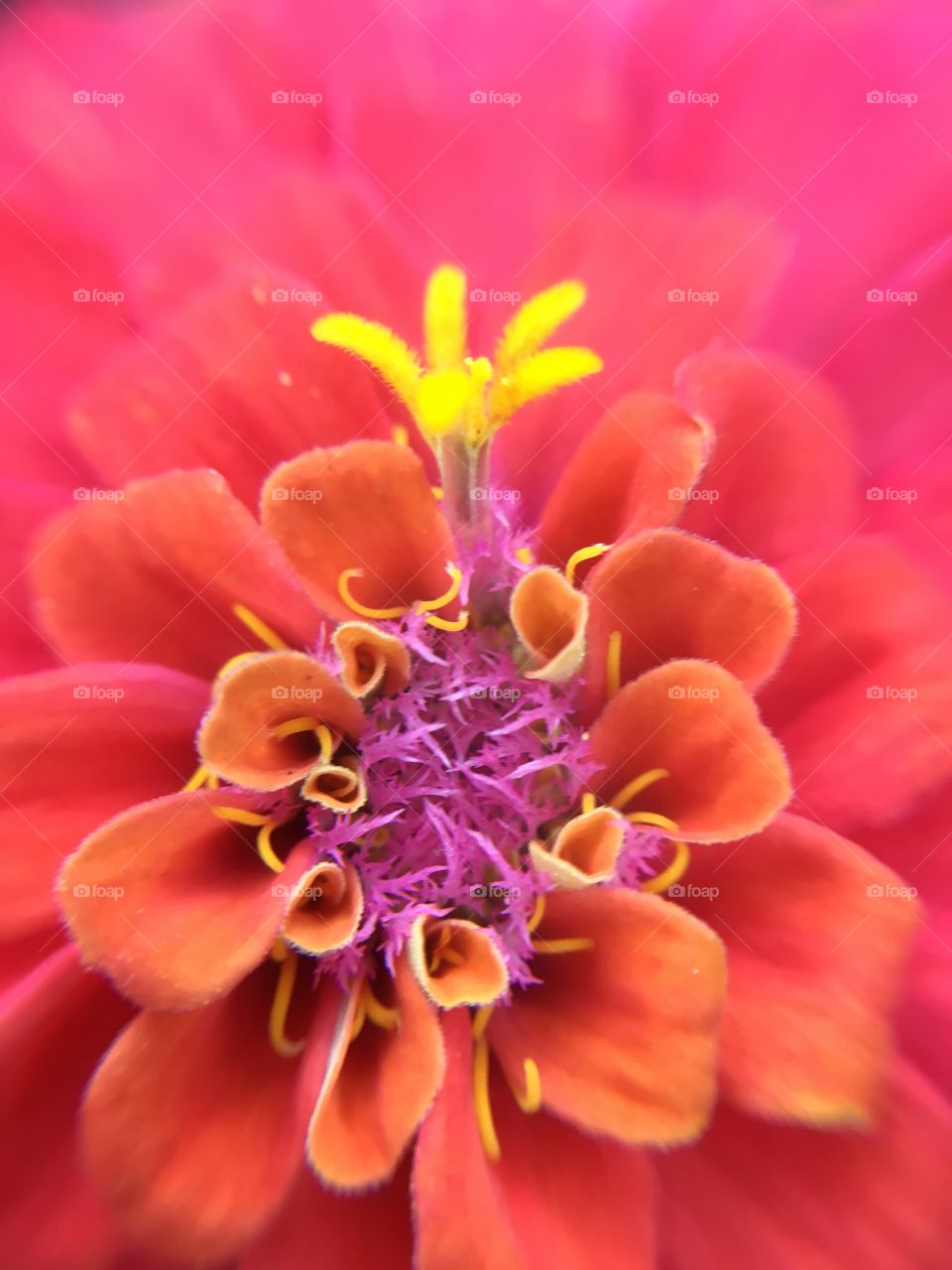 Orange Zinnia