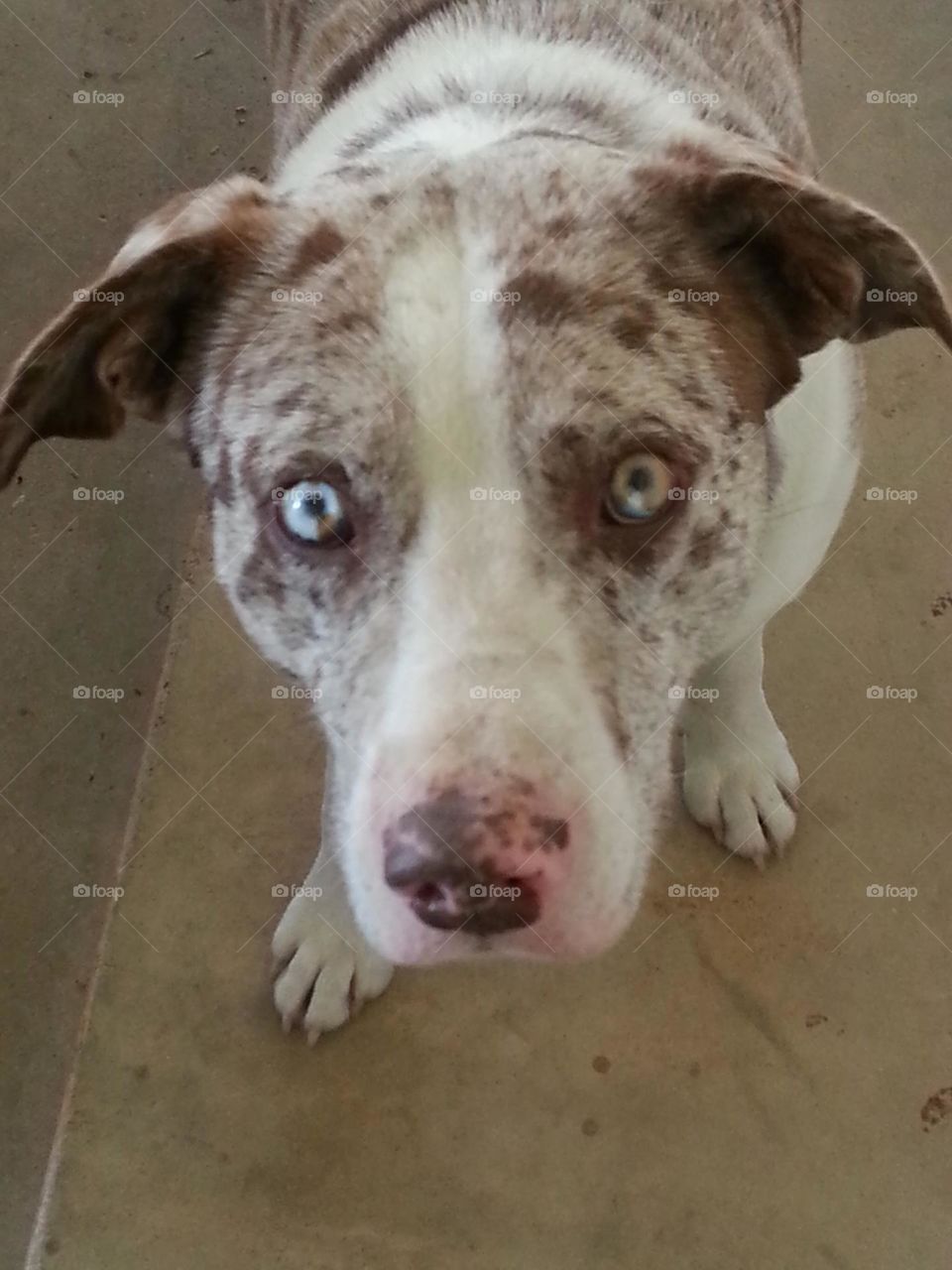 Sprite!!! my dad's doggo