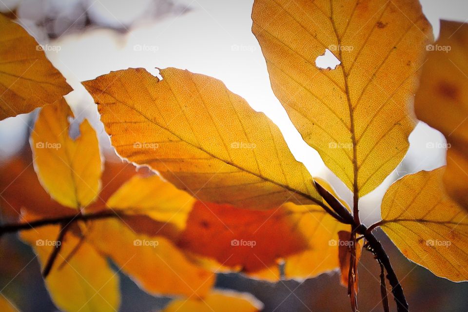 Autumn foliage