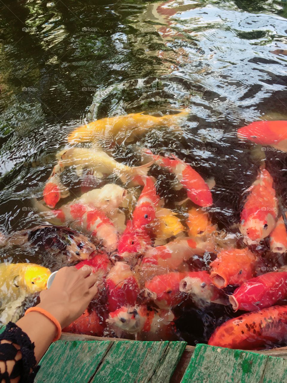 Feeding Koi fish.