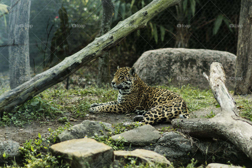 Leopard Resting at the Miami Zoo