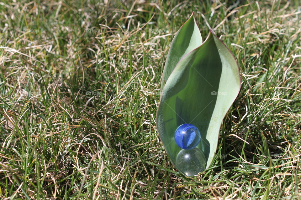 Blue Catseye Marble in Tulip Leaf
