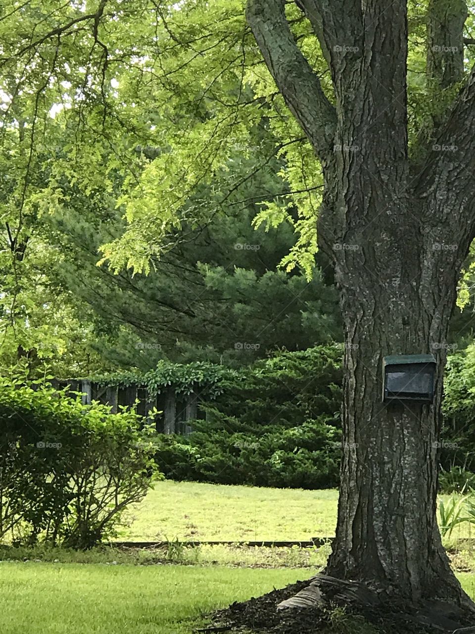 Serene green yard with a tree 