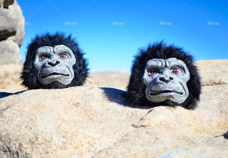 Two plastic gorilla heads out in the sun on a rock