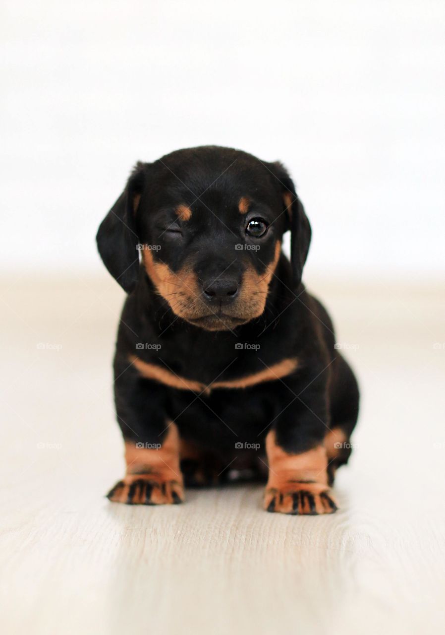 A cute rottweiler puppy relaxing indoor