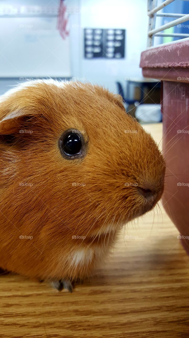 guinea pig