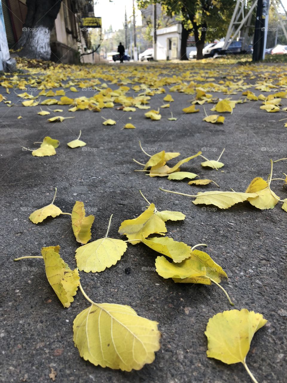 Yellow leaves on the ground 