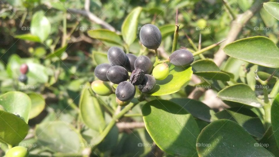 A beautiful scene of delicious fruits in the forest.