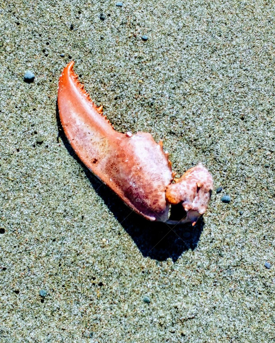 lobster claw