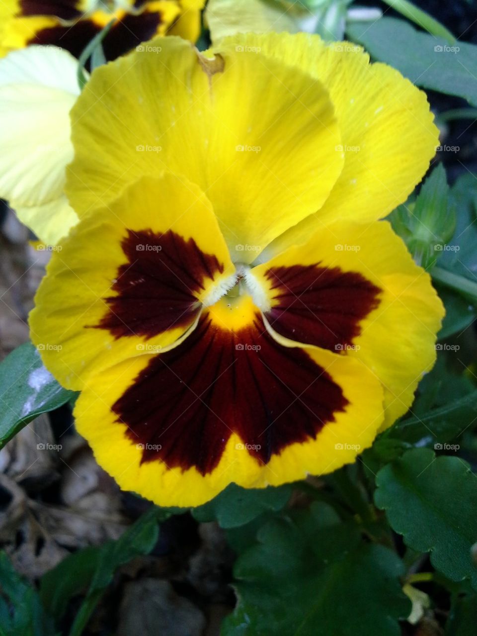 pansy