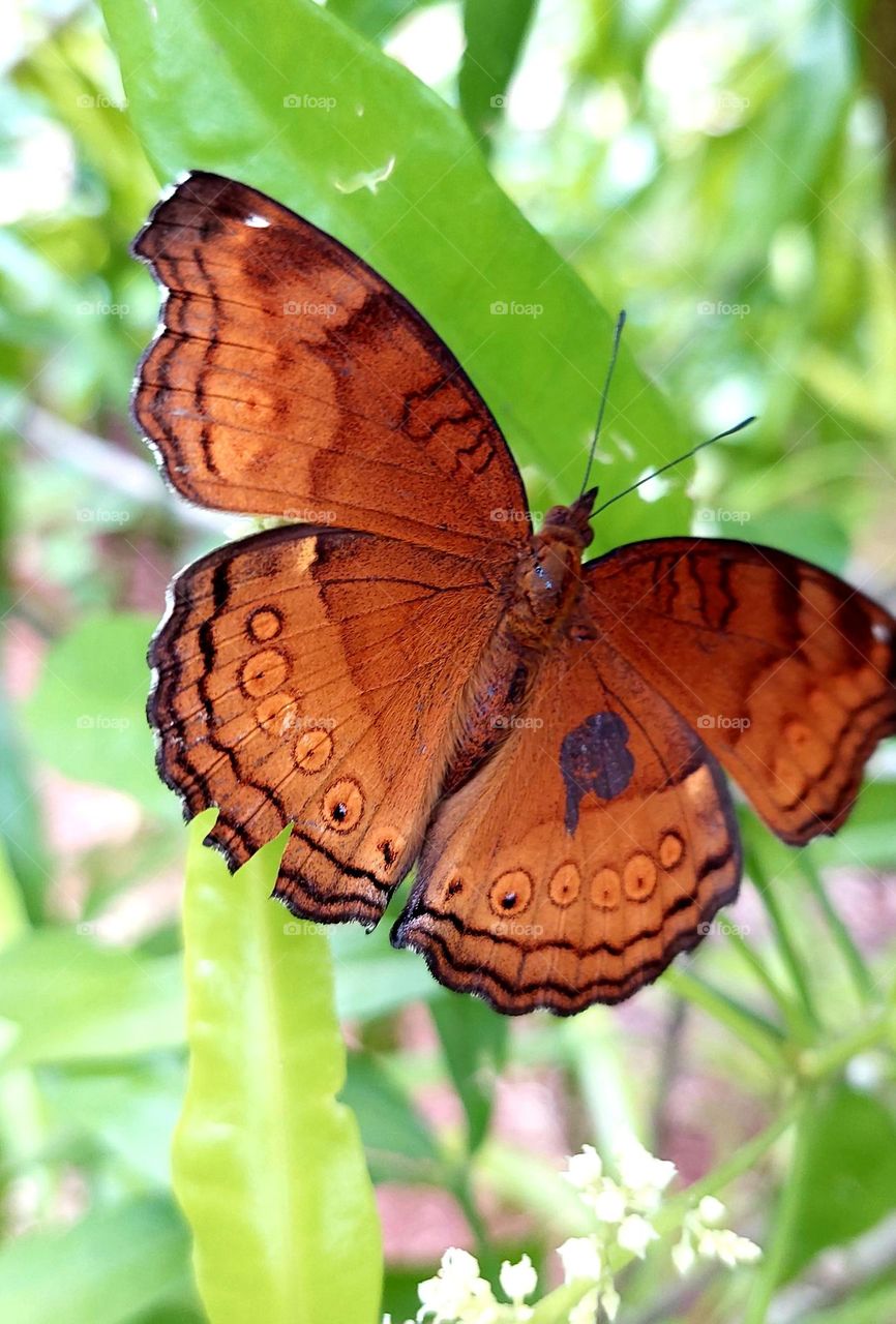 Junonia hedonia, brown pansy, brown sissy, army brown or brown argus, is a butterfly found in Southeast Asia, Indonesia, and Australia