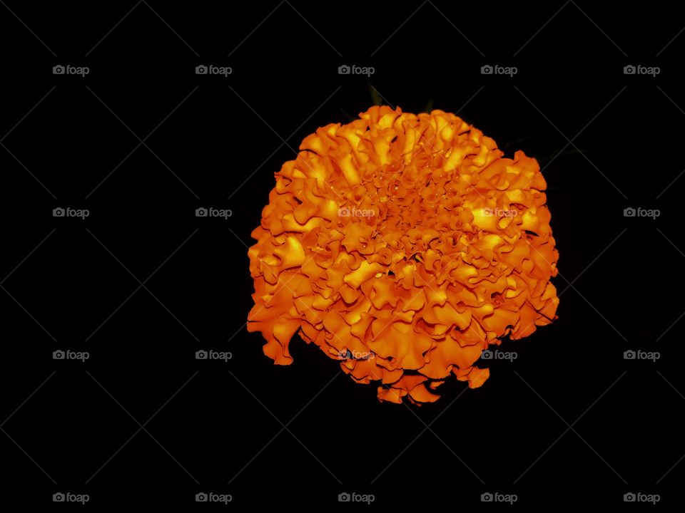 Marigold Flower