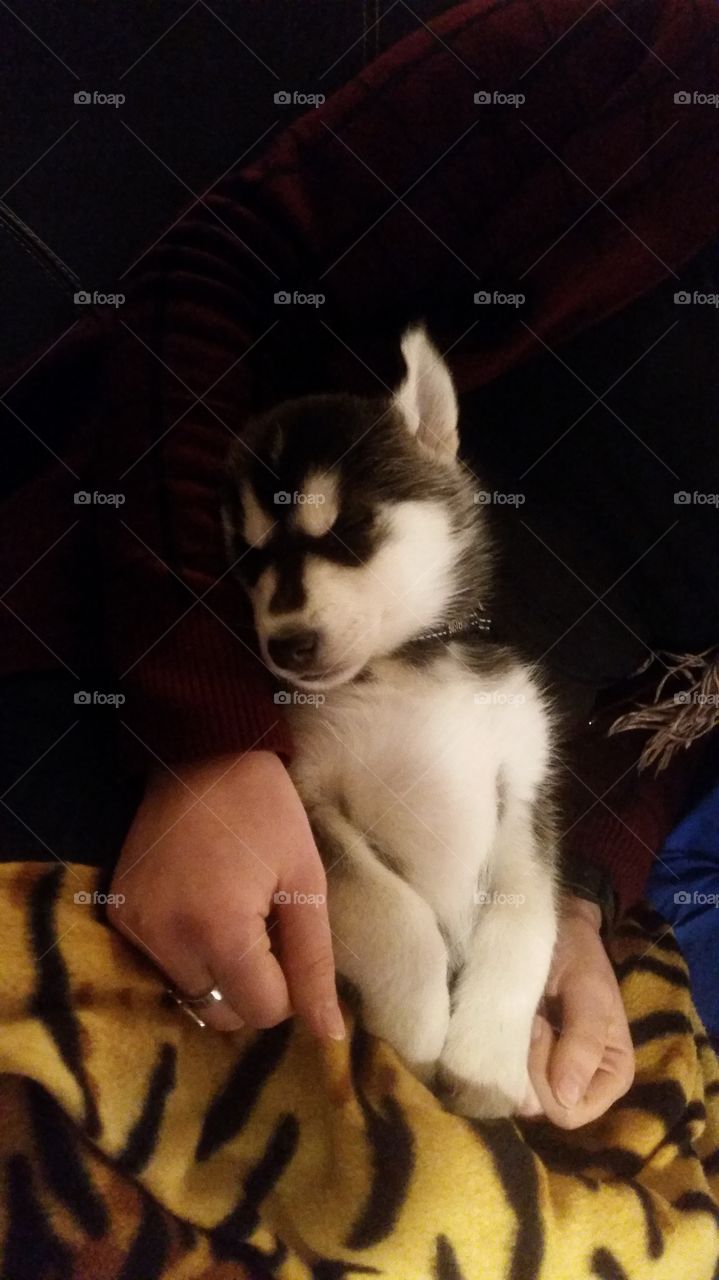 little husky puppy sleeping