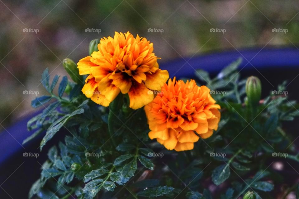 Orange Flowers