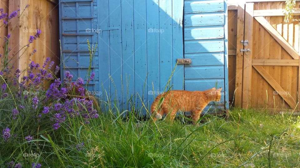 ginger cat in summer garden by shed