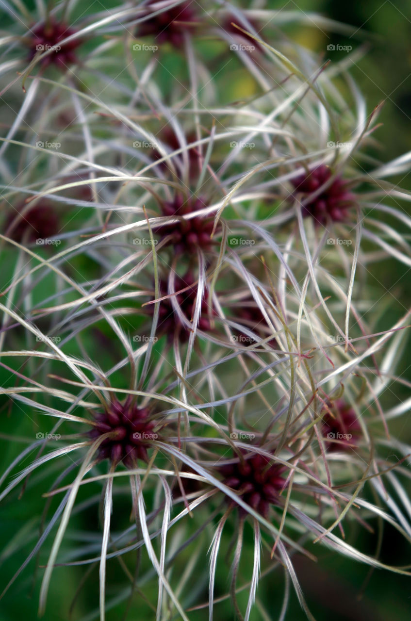 Close-up of plant growing in city park in Berlin, Germany.