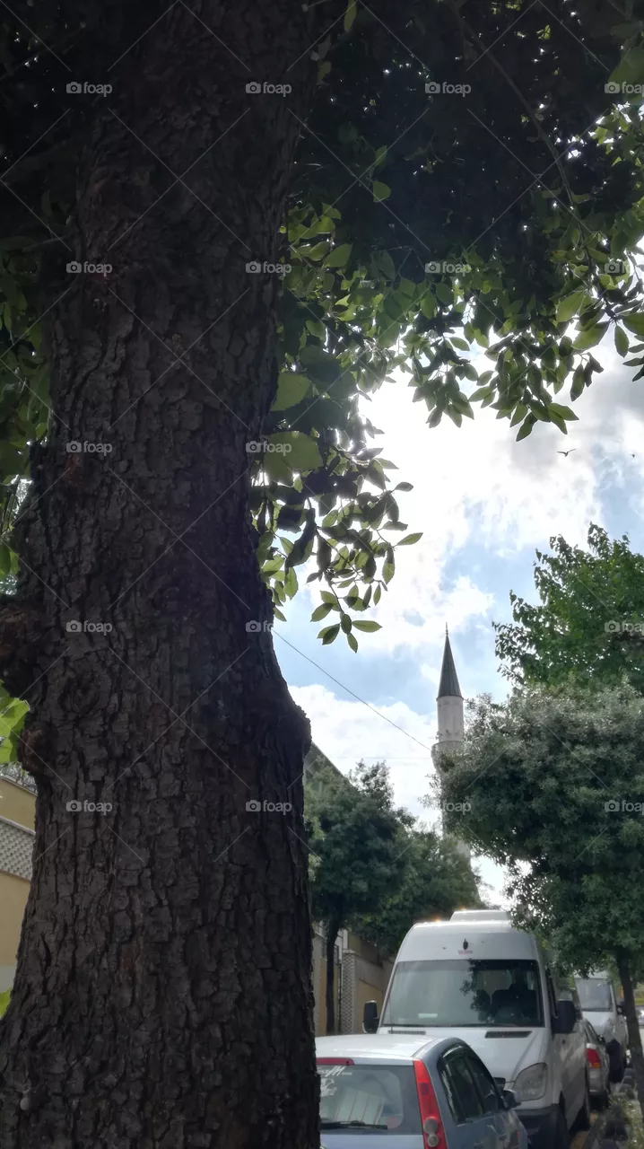 tree and sky