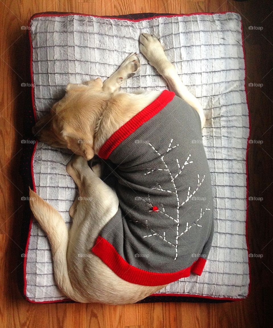 Sleepy yellow lab puppy in a Christmas sweater on his new red and gray bed 
