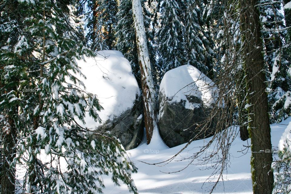 Stones in sequoia park 