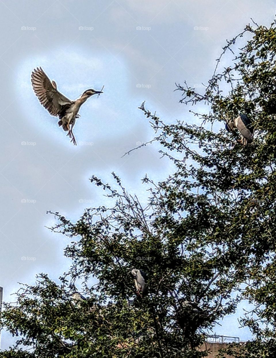 An egret was flying back for nesting, it's posture elegant, believe it loved it's home as human.