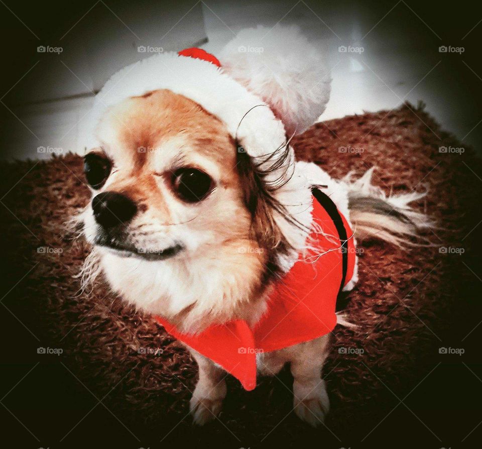 Dog Benni the Chihuahua